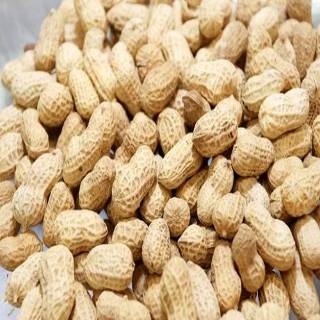 花生種什么時(shí)候收獲最好