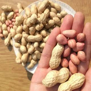 花生的需肥規(guī)律